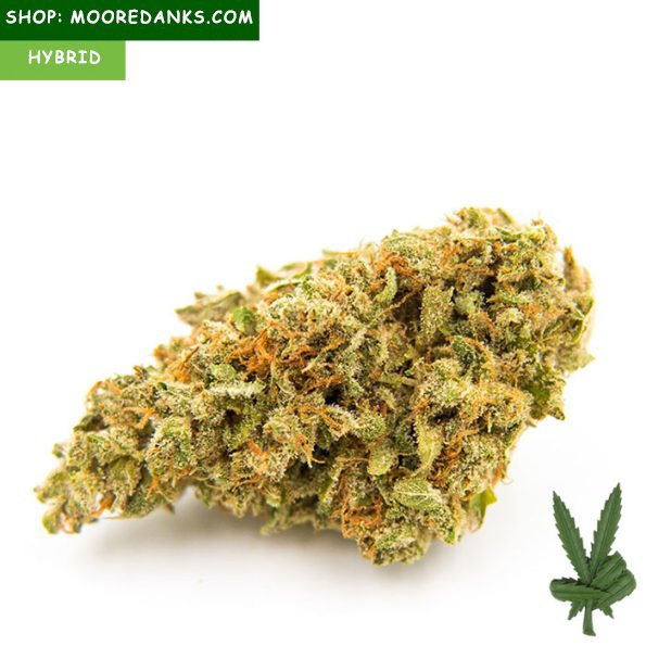 Bubble-Gum-marijuana-strain-595x595