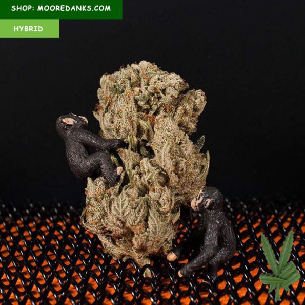 gorilla glue weed thc percentage