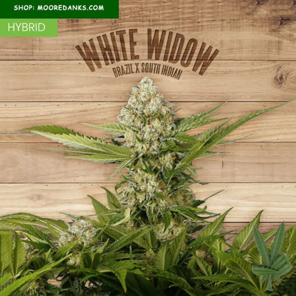 white-widow-weed