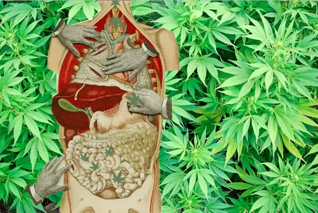 cannabis for digestion
