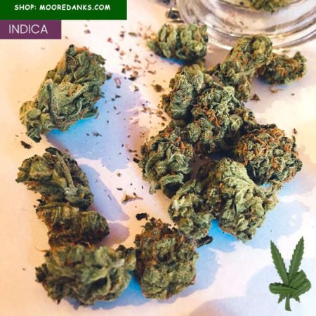 G-13-marijuana-strain-1
